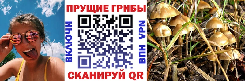 закладки  Нолинск  Псилоцибиновые грибы прущие грибы 